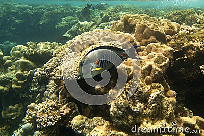 Coral fishes of Red sea. Egypt