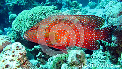 Coral grouper in the Red Sea of Egypt