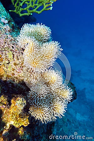 Coral reef with beautiful white soft coral at the bottom of tropical sea