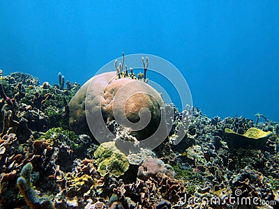 Coral reef of the Caribbean sea