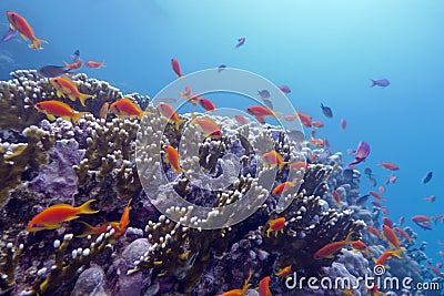 Coral reef with exotic fishes