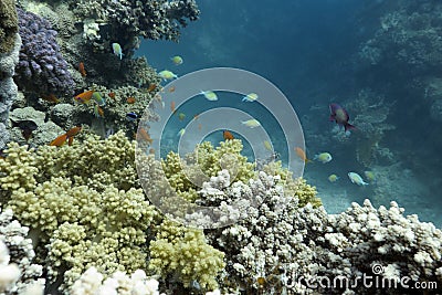 Coral reef with exotic fishes on the bottom of red