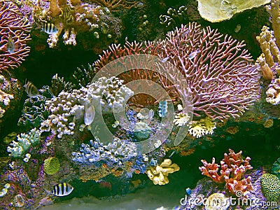 Coral reef with exotic fishes at colorful tropical sea