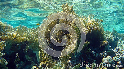 Coral reef with fire coral,Red Sea,Egypt