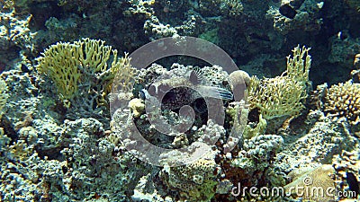 Coral reef with fire coral,Red Sea,Egypt