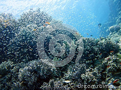 Coral reef and fish