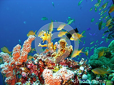 Coral reef fish