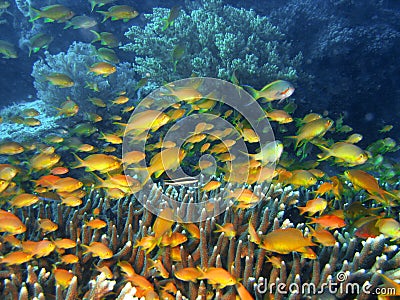 Coral reef fish