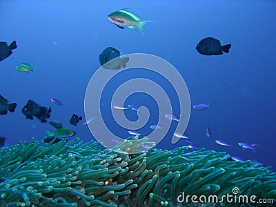 Coral reef fish