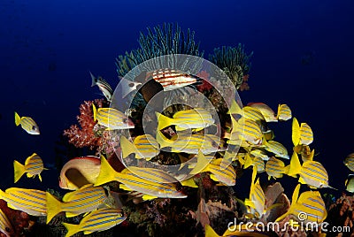 Coral reef fish