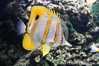 Coral reef fish