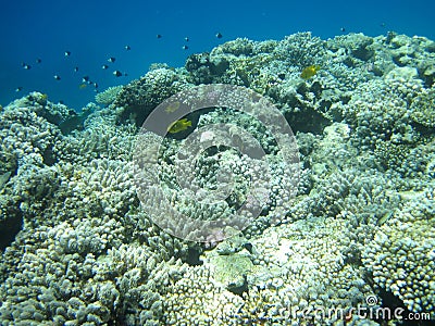 Coral reef and fish