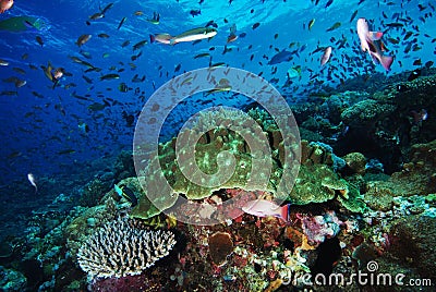 Coral reef and fish underwater