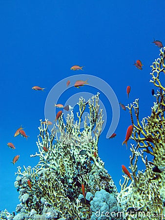 Coral reef with great yellow fire coral and fishes at the bottom of tropical sea