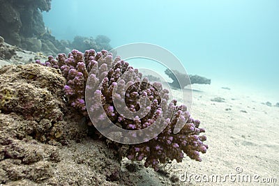 Coral reef with hard coral violet acropora at the bottom of tropical sea