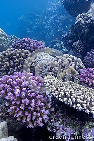 Coral reef with hard corals on the bottom of red sea