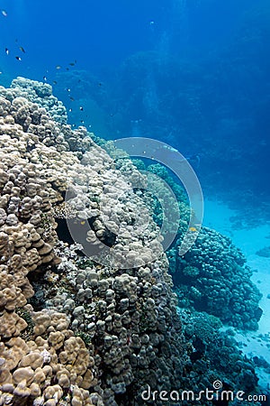 Coral reef with hard corals at the bottom of tropical sea