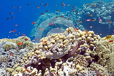 Coral reef with hard corals at the bottom of tropical sea