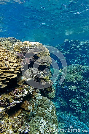 Coral reef with hard corals at the bottom of tropical sea on blue water background