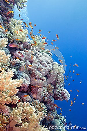 Coral reef with hard corals and exotic fishes anthias at the bottom of tropical sea
