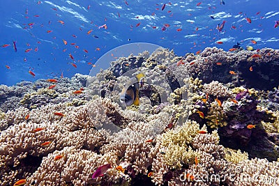 Coral reef with hard corals and exotic fishes anthias and triggerfish at the bottom of tropical sea