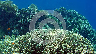 Coral reef with hard corals at the Red Sea
