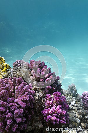 Coral reef with pink pocillopora coral at the bottom of tropical sea