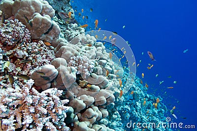 Coral reef with porites corals and exotic fishes anthias at the bottom of tropical sea