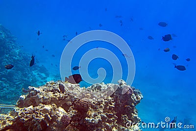 Coral reef of Red Sea in Egypt