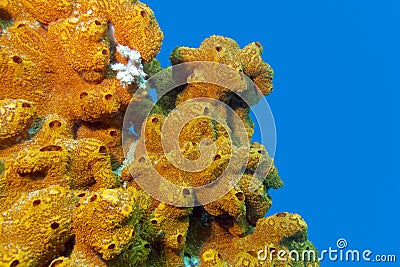 Coral reef with sea sponge isolated on blue water background