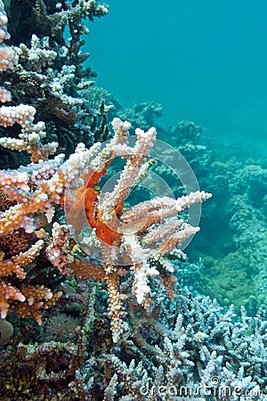 Coral reef with sea sponge in tropical sea
