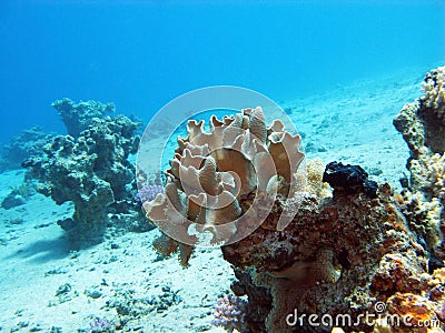 Coral reef with soft coral in tropical sea