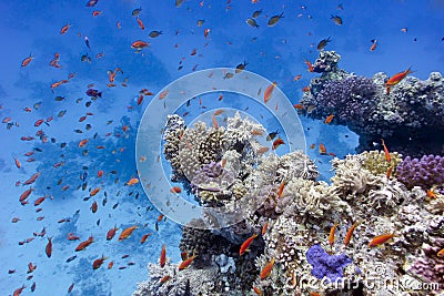 Coral reef with soft and hard corals on the bottom of red sea