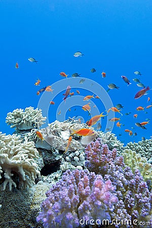 Coral reef with soft and hard corals with exotic fishes anthias on the bottom of tropical sea