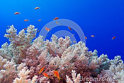 Coral reef with sotf broccoli coral and exotic fishes anthias at the bottom of tropical sea