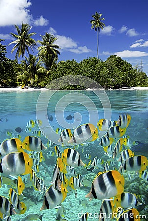 Coral Reef - Tahiti - French Polynesia