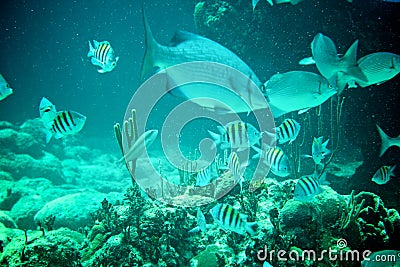 Coral Reef, tropical fish and ocean life in the caribbean sea