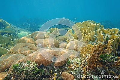 Coral reef underwater in the Caribbean sea