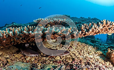 Coral reef and white tip shark