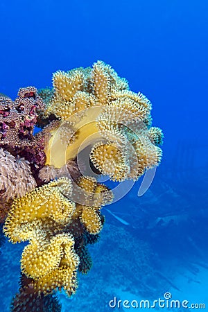 Coral reef with yellow soft coral in tropical sea