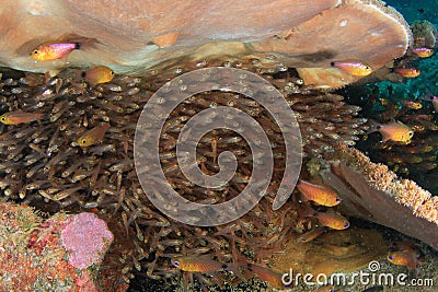 Coral reefs and fishes