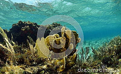 Coral and sea fans in underwater landscape