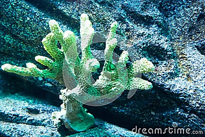 Coral on the sea floor