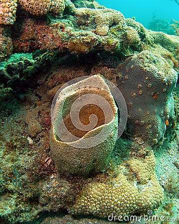 Coral with Shark looking mouth