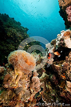 Coral, sun, ocean and fish