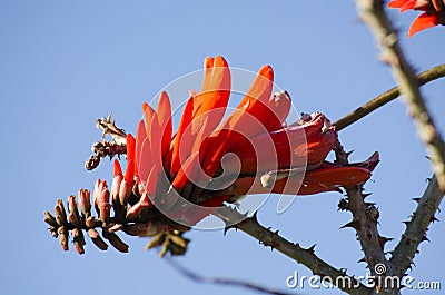 Coral Tree Flower