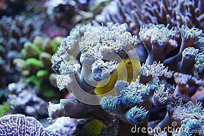 Coral under water, yellow fish hiding