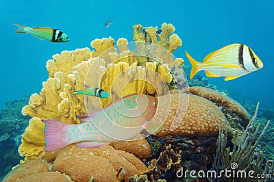 Corals under the sea with colorful tropical fish