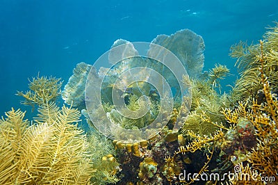 Corals underwater in a reef of the Caribbean sea