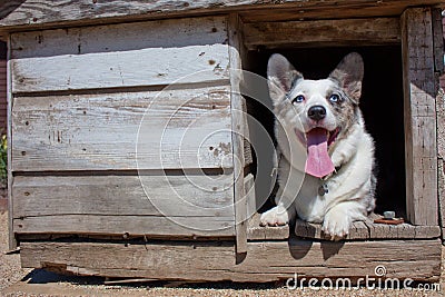 Corgi in old dog house